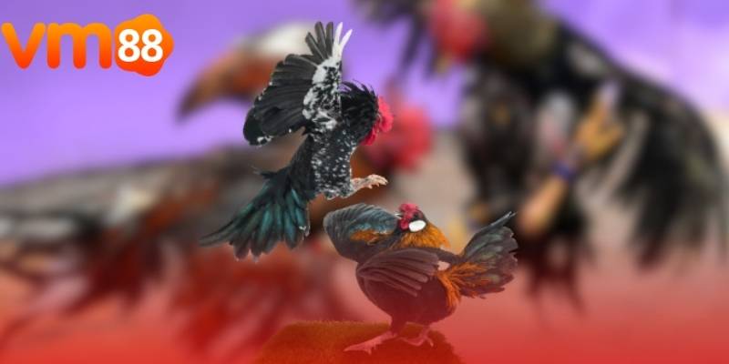 Người chơi cần theo dõi phong độ của các chiến kê